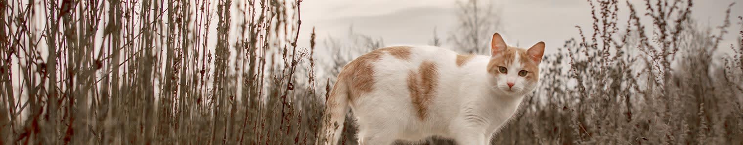 FVRCP Vaccine For Cats, Novato Vet