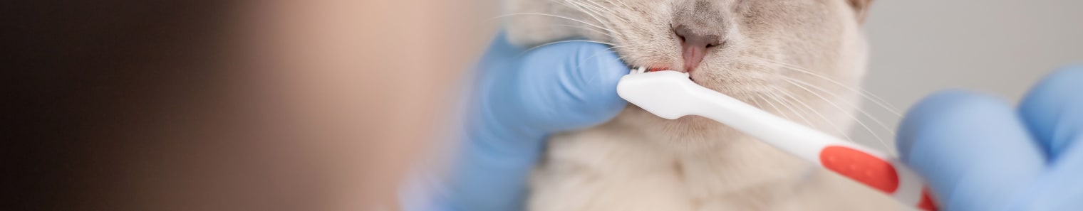 Cat Gingivitis, Novato Vet