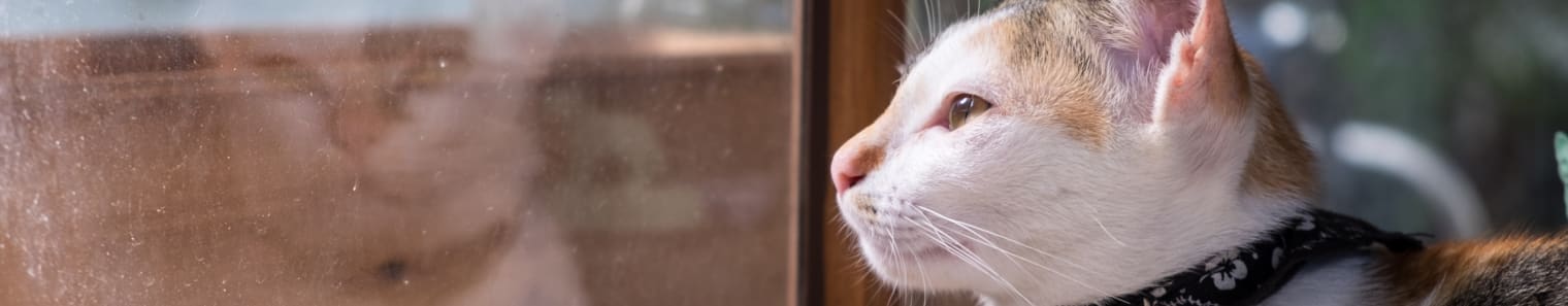 cat home alone sitting by the window and waiting for her owner to come back home