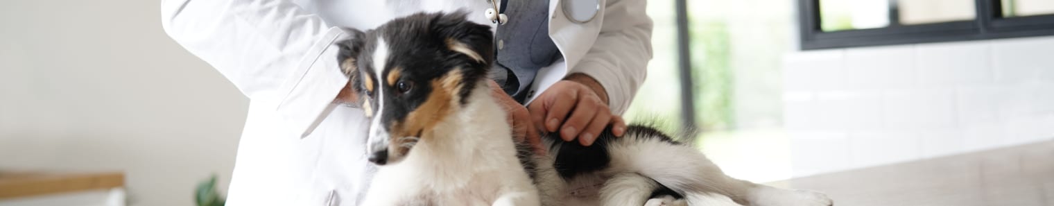 Puppy Vaccination Schedule, Novato Vet