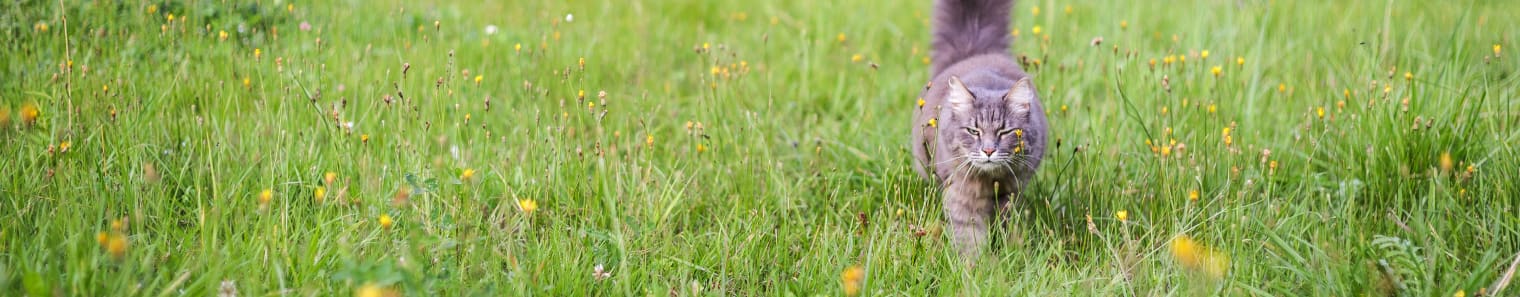 Cat Rabies, Novato Vet