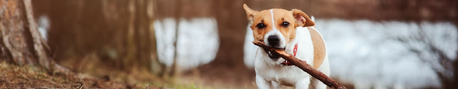 a dog holding a stick