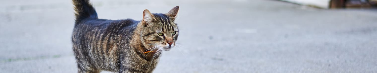 Senior Cat, Novato Vet