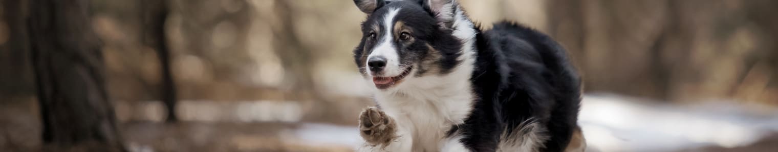 Pet Emergency Signs, Novato Vet