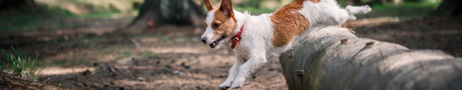 a dog running on the ground