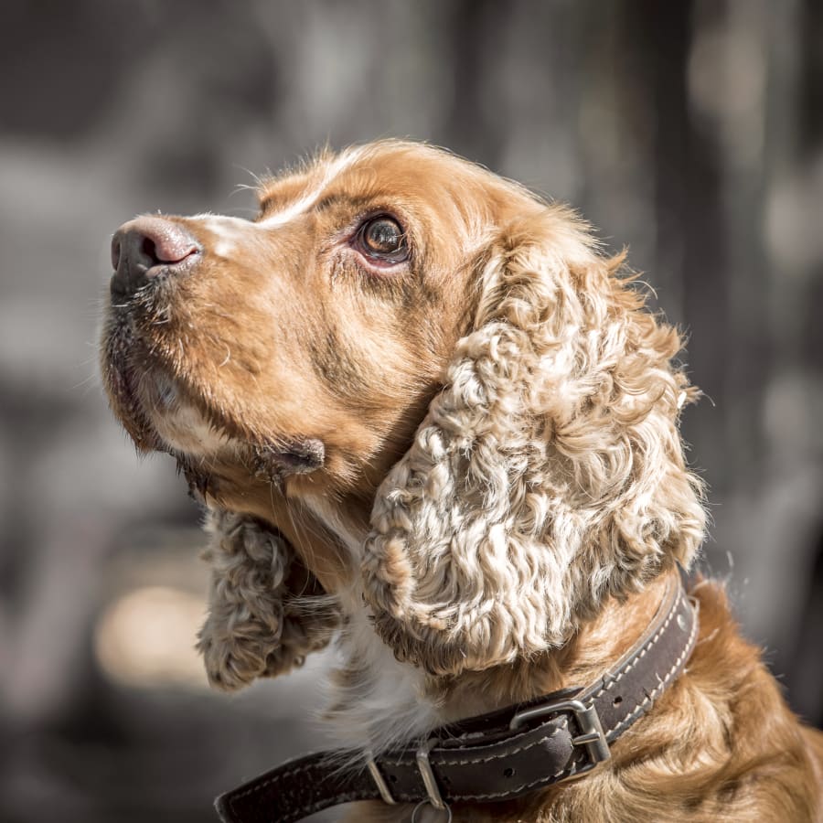 Geriatric Care for Pets, Novato