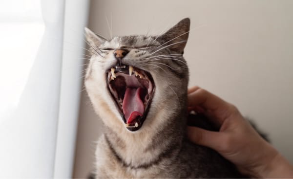 Angry Cat - Matamata Veterinary Services