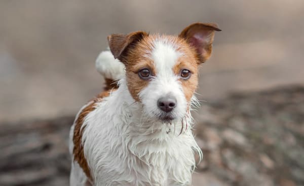 In-House Diagnostics