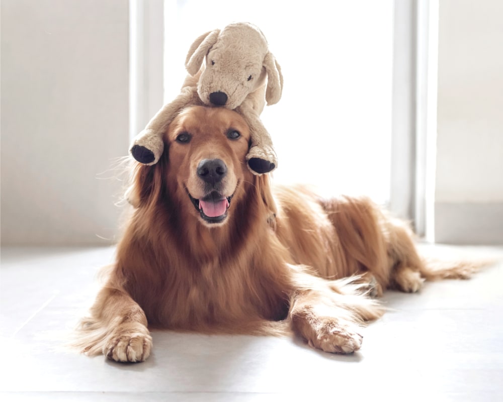 a cute golden retriever with a toy on his head at South Novato Animal Hospital 