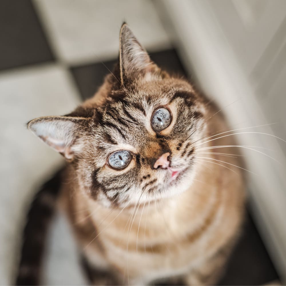 a cute cat with green-blue eyes at South Novato Animal Hospital