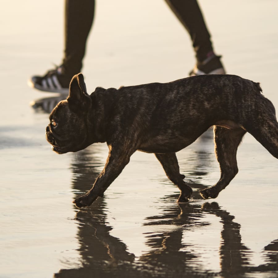 Puppies & Kittens, Novato Veterinarians