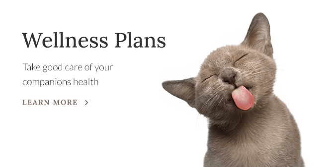 Wellness Plans
